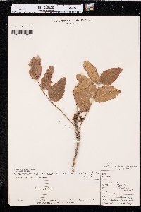 Mahonia repens image