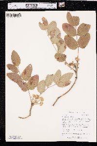 Mahonia repens image