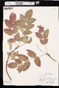 Mahonia repens image