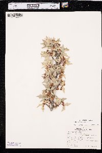 Mahonia trifoliata image