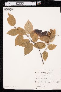 Betula alleghaniensis image