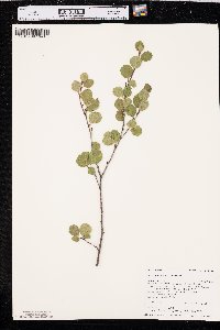 Betula glandulosa image