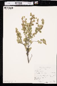 Betula glandulosa image