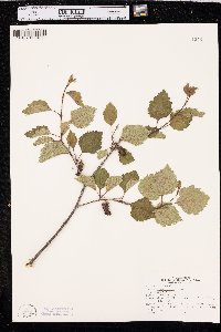 Betula occidentalis image