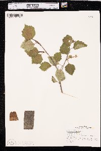 Betula occidentalis image