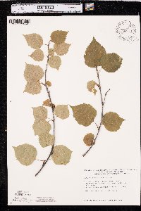 Betula papyrifera image