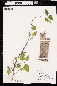 Betula papyrifera image