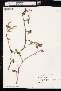 Betula papyrifera image