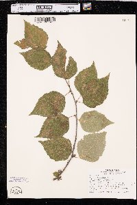 Betula papyrifera image