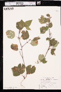 Betula papyrifera image