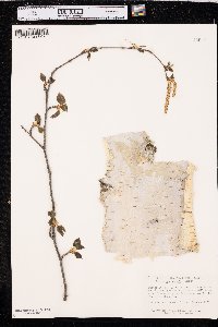 Betula papyrifera image