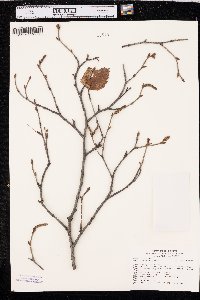 Betula papyrifera image