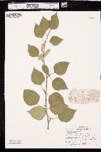 Betula papyrifera image