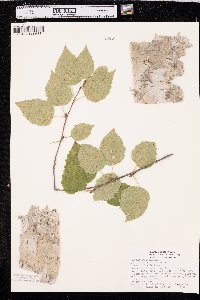 Betula papyrifera image