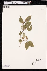 Betula papyrifera image