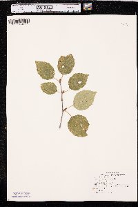 Betula papyrifera image