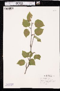 Betula papyrifera image