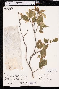 Betula papyrifera image