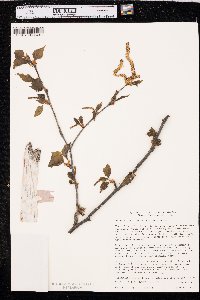 Betula papyrifera image