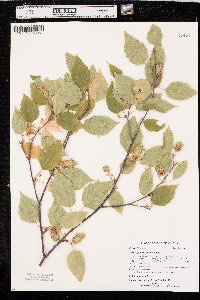 Betula papyrifera image