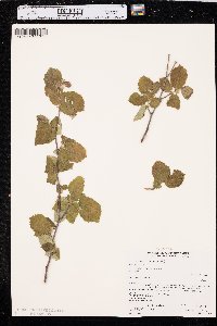 Corylus cornuta image