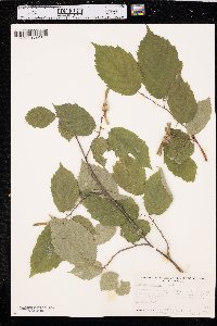 Corylus cornuta image