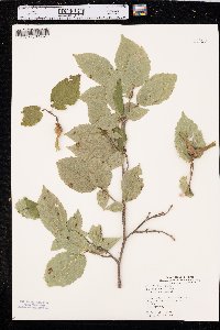 Corylus cornuta image