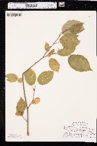 Corylus cornuta image