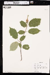 Corylus cornuta image