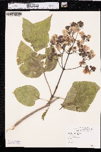 Catalpa speciosa image