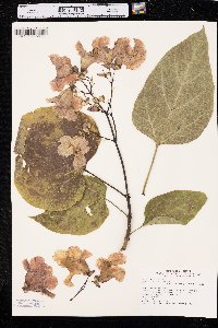 Catalpa speciosa image