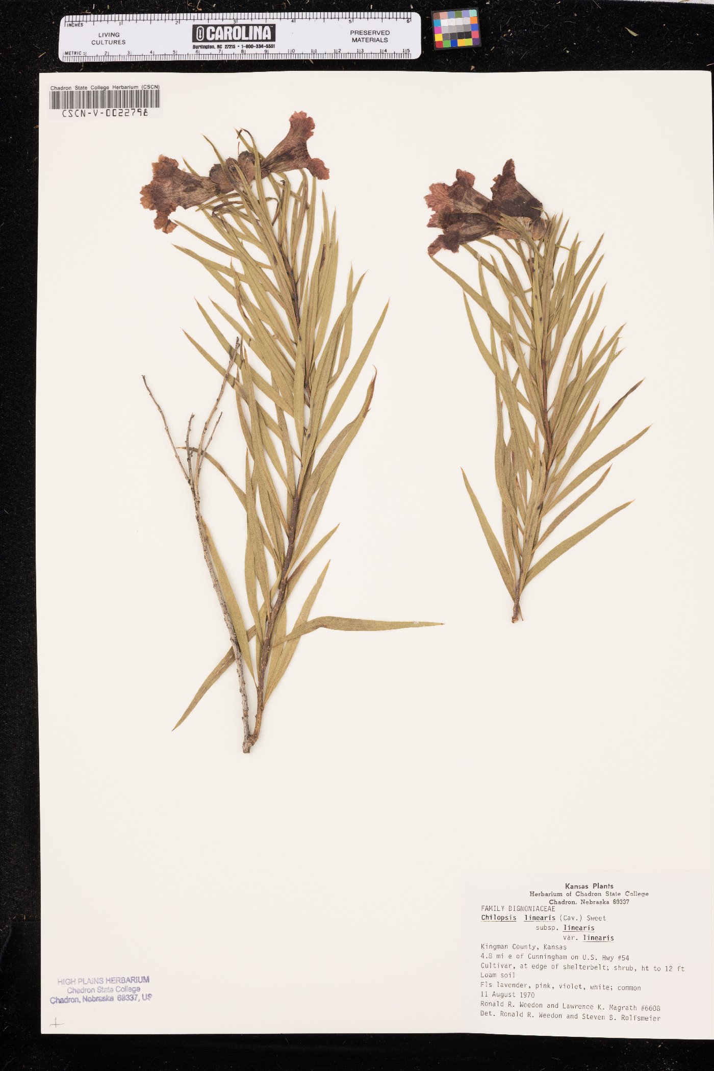 Chilopsis linearis subsp. linearis image