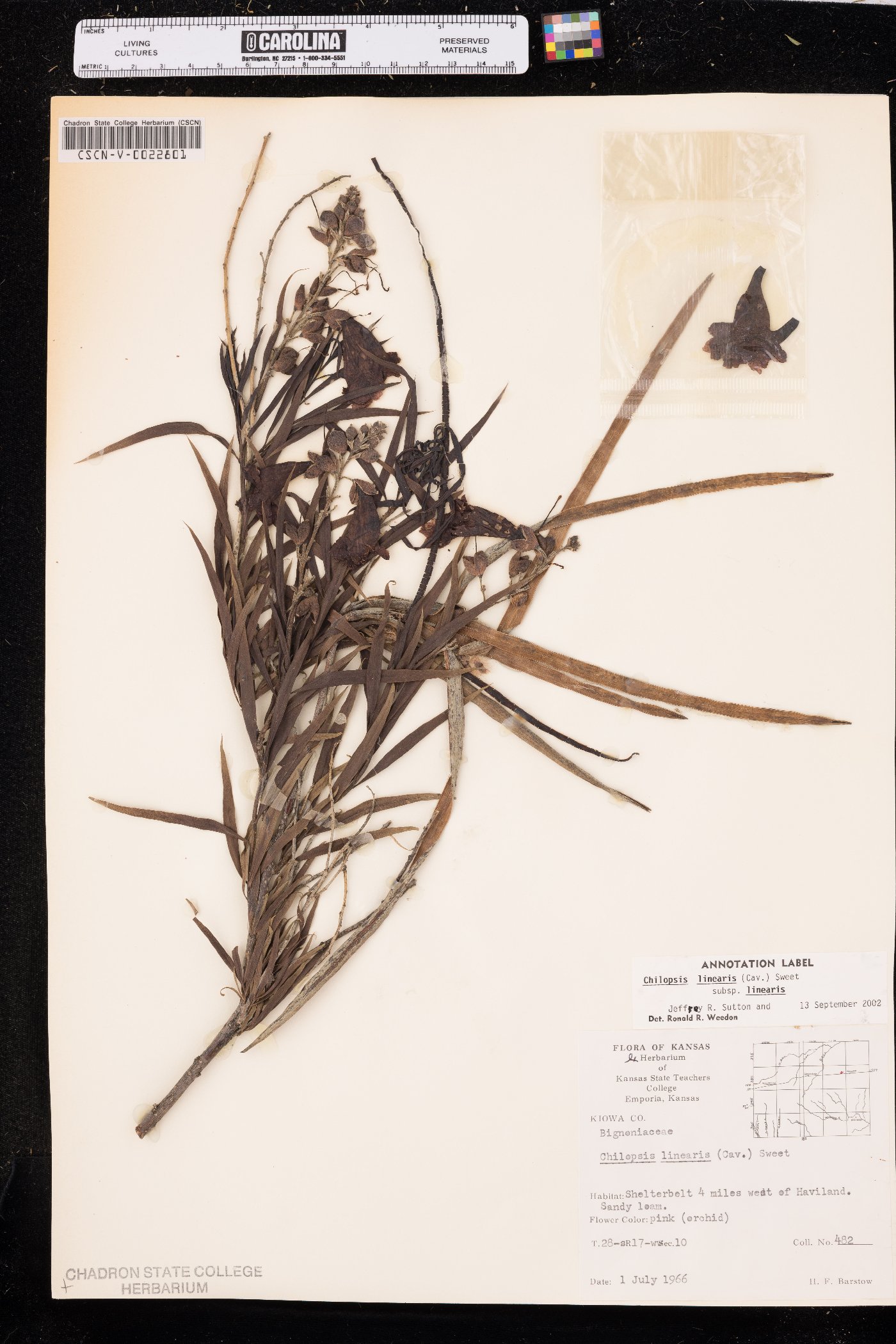 Chilopsis linearis subsp. linearis image