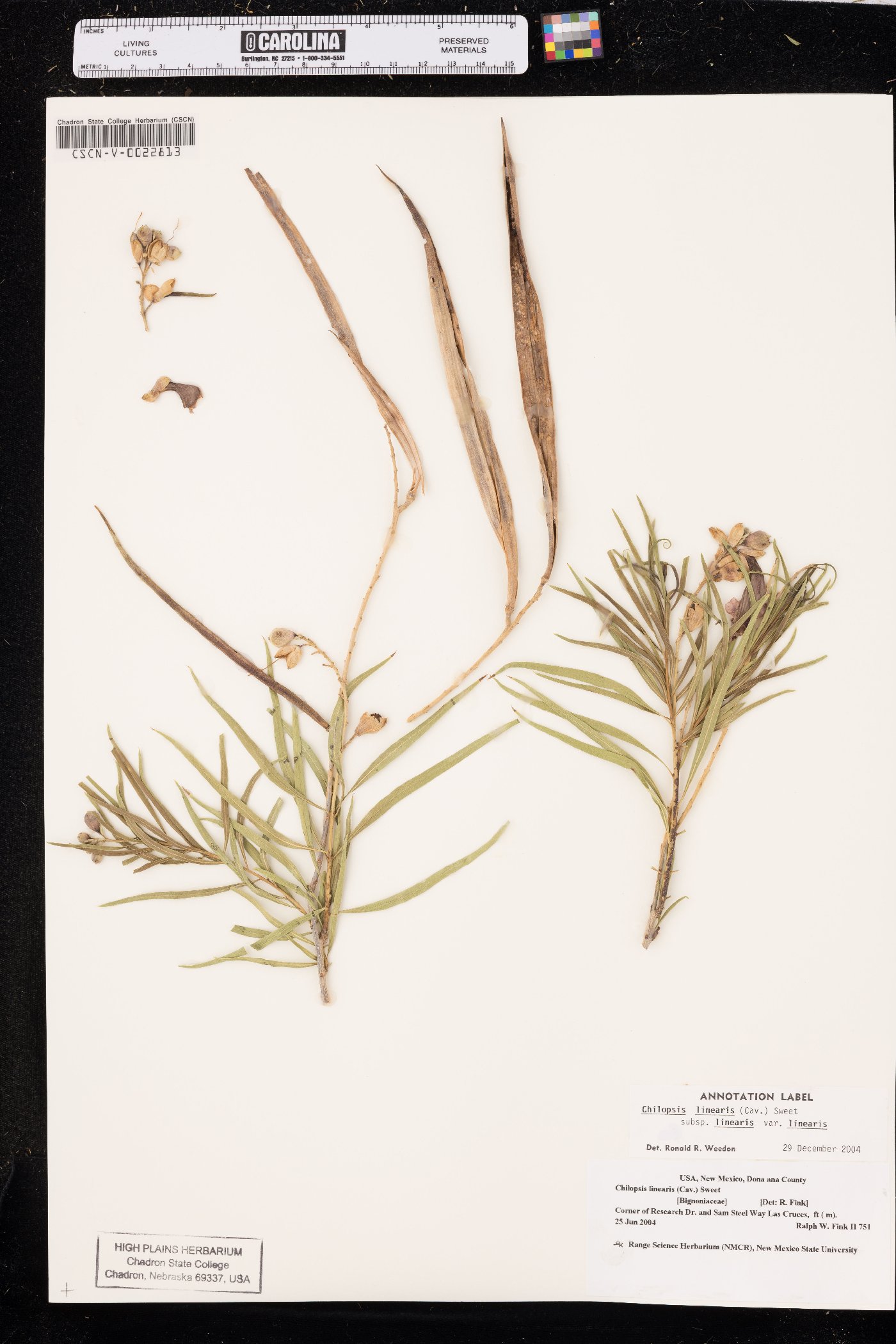 Chilopsis linearis subsp. linearis image