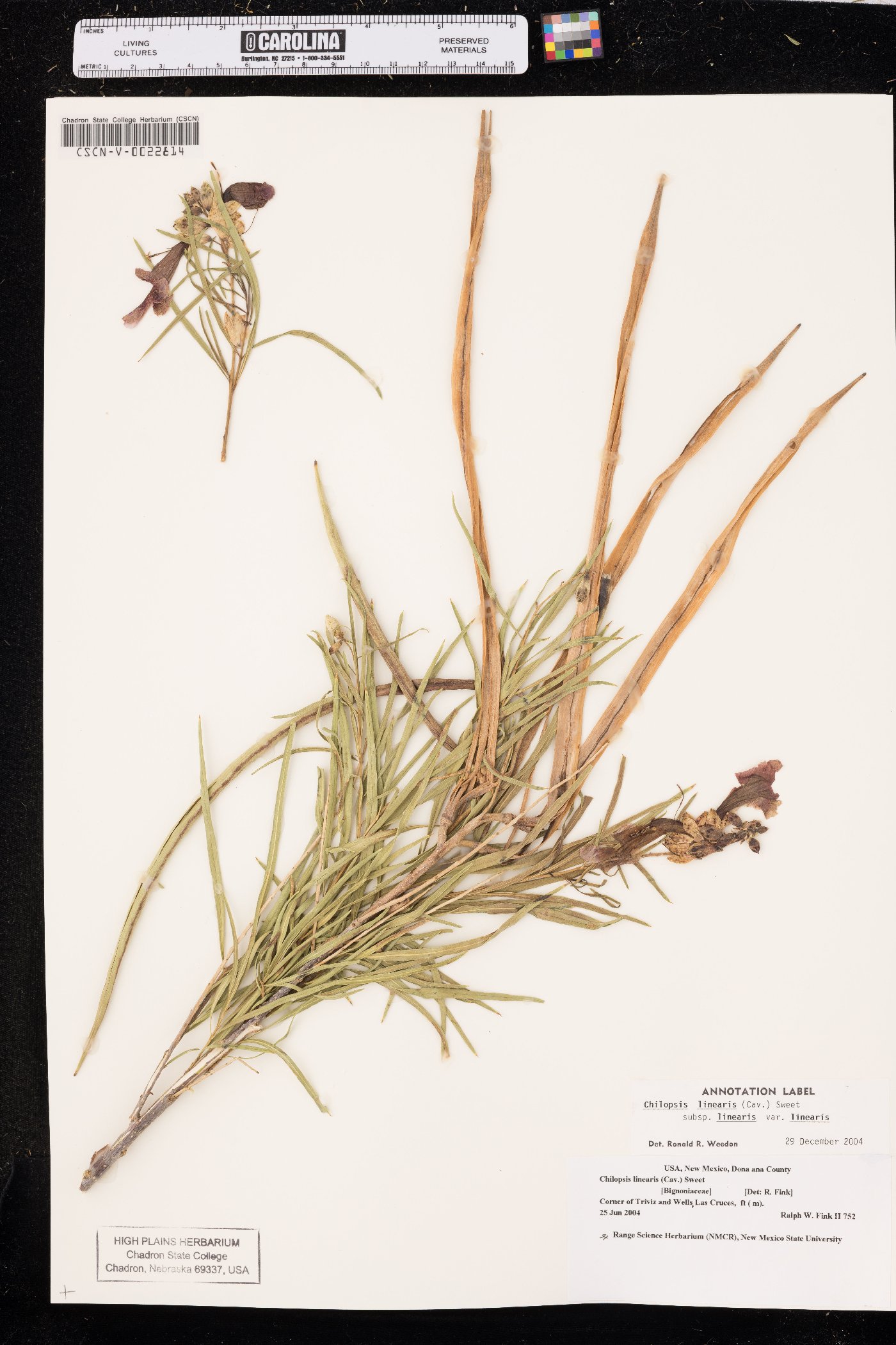 Chilopsis linearis subsp. linearis image