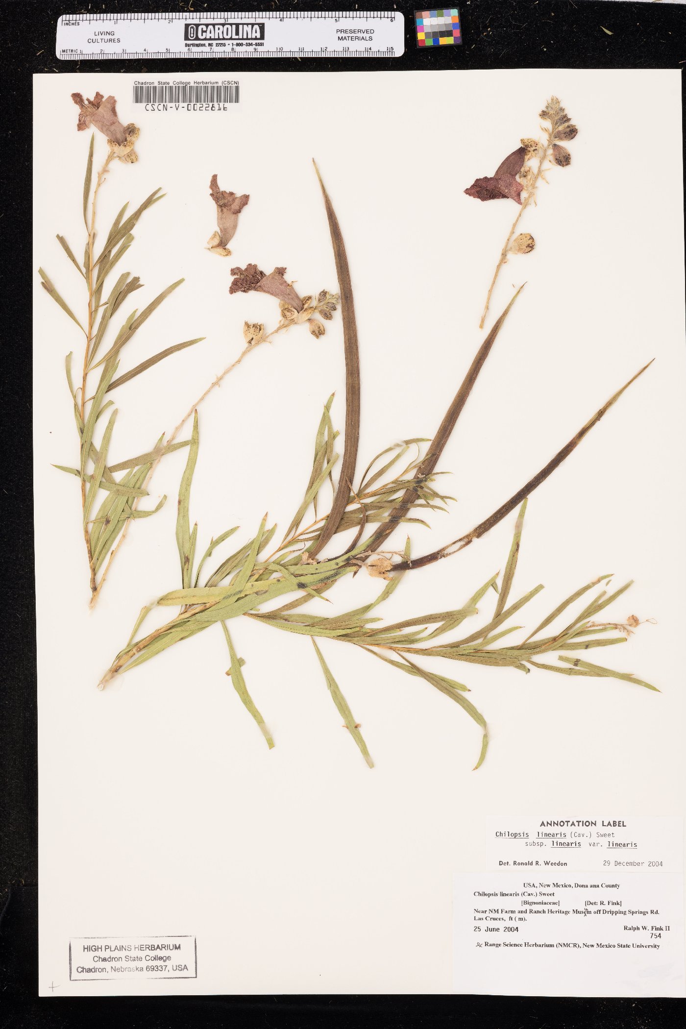 Chilopsis linearis subsp. linearis image