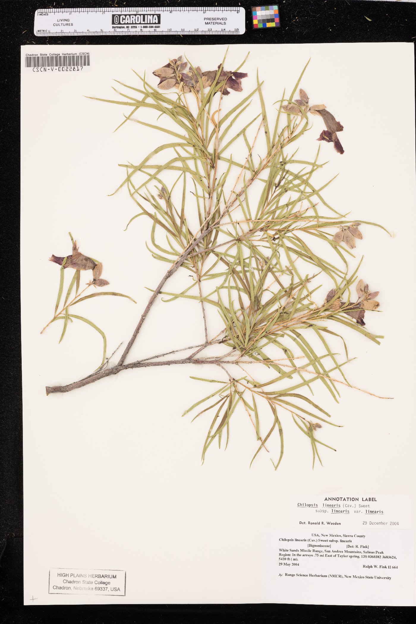 Chilopsis linearis subsp. linearis image