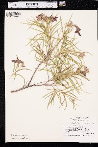 Chilopsis linearis image