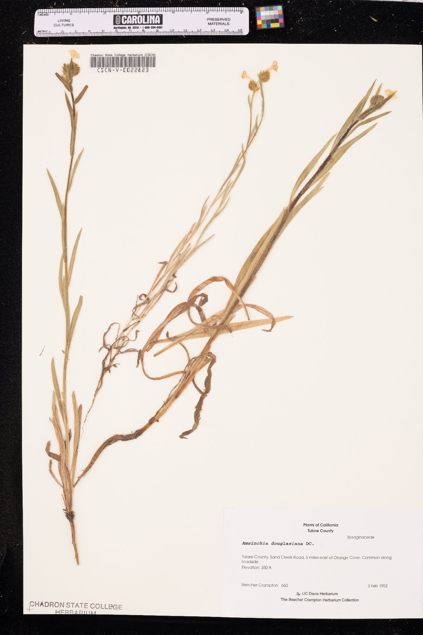 Amsinckia douglasiana image
