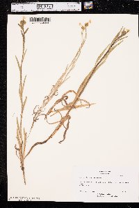 Amsinckia douglasiana image