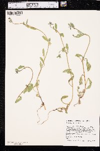 Asperugo procumbens image