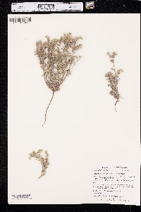 Cryptantha ambigua image