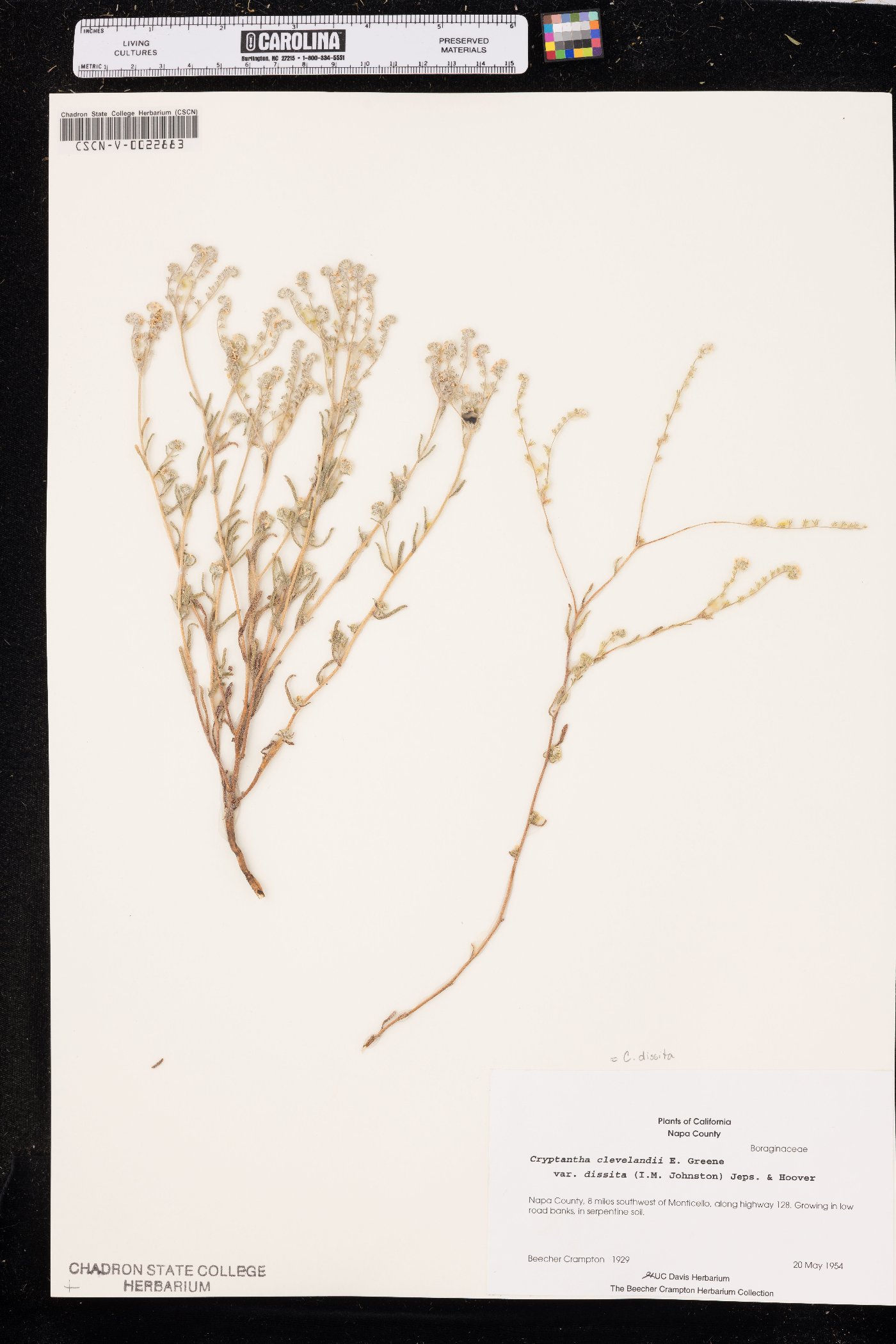 Cryptantha dissita image