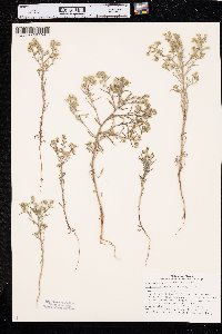 Cryptantha fendleri image