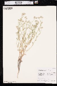 Cryptantha gracilis image