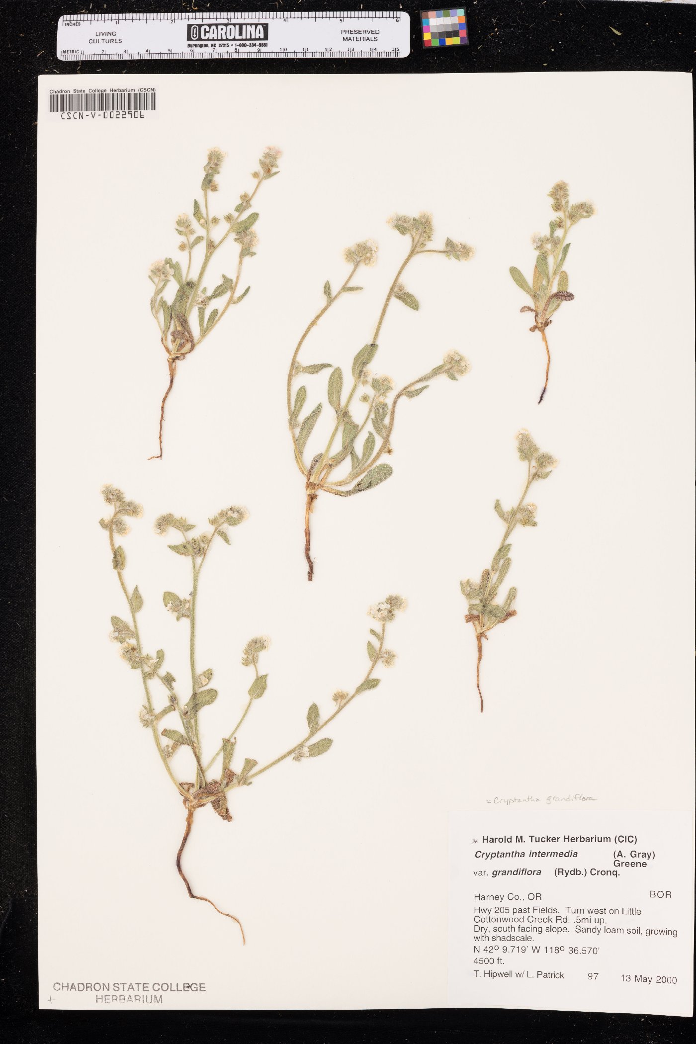 Cryptantha grandiflora image