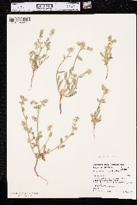 Cryptantha grandiflora image