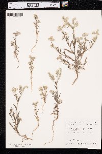 Cryptantha intermedia image