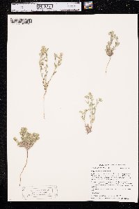 Cryptantha minima image