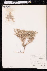 Cryptantha minima image